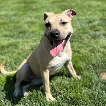 Enlarge Georgia-10/17/26, a Adopted mixed breed in Lambertville, NJ image 4/6