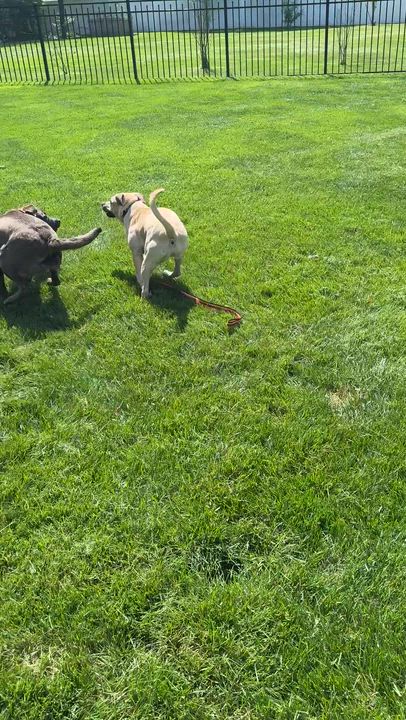 Enlarge Georgia-10/17/26, a Adopted mixed breed in Lambertville, NJ video 6/6