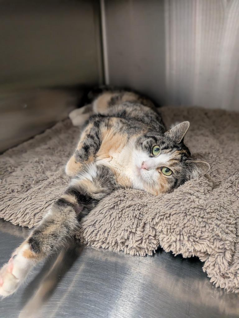 Callie - Bonded with Patches, Adoptable, Adult Female Domestic Short Hair.