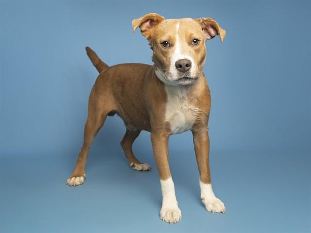 Enlarge ZONIK, a Adoptable Pit Bull Terrier in Phoenix, AZ image 1/1