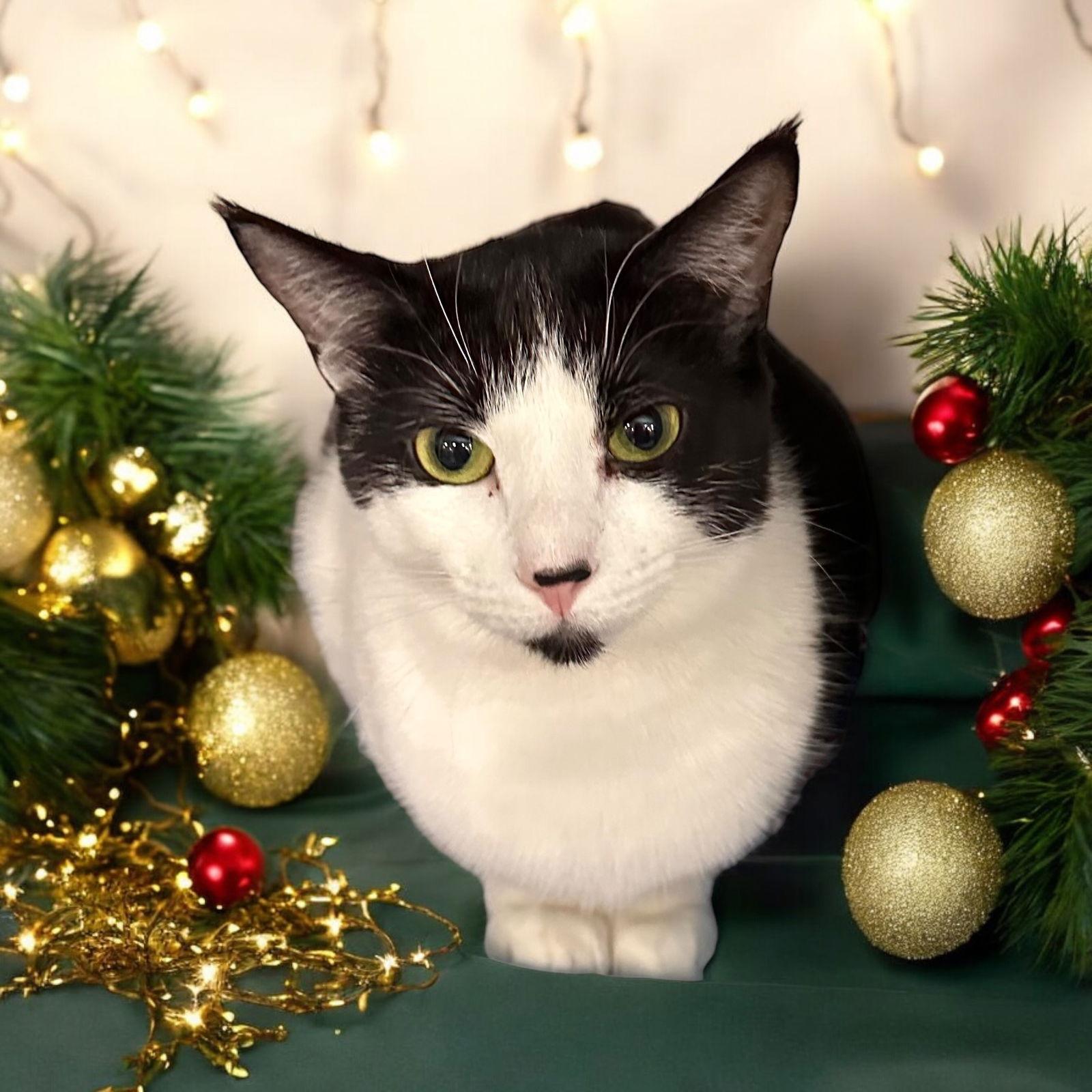 Enlarge Lileigh, a Adoptable Domestic Short Hair in Walled Lake, MI image 1/2