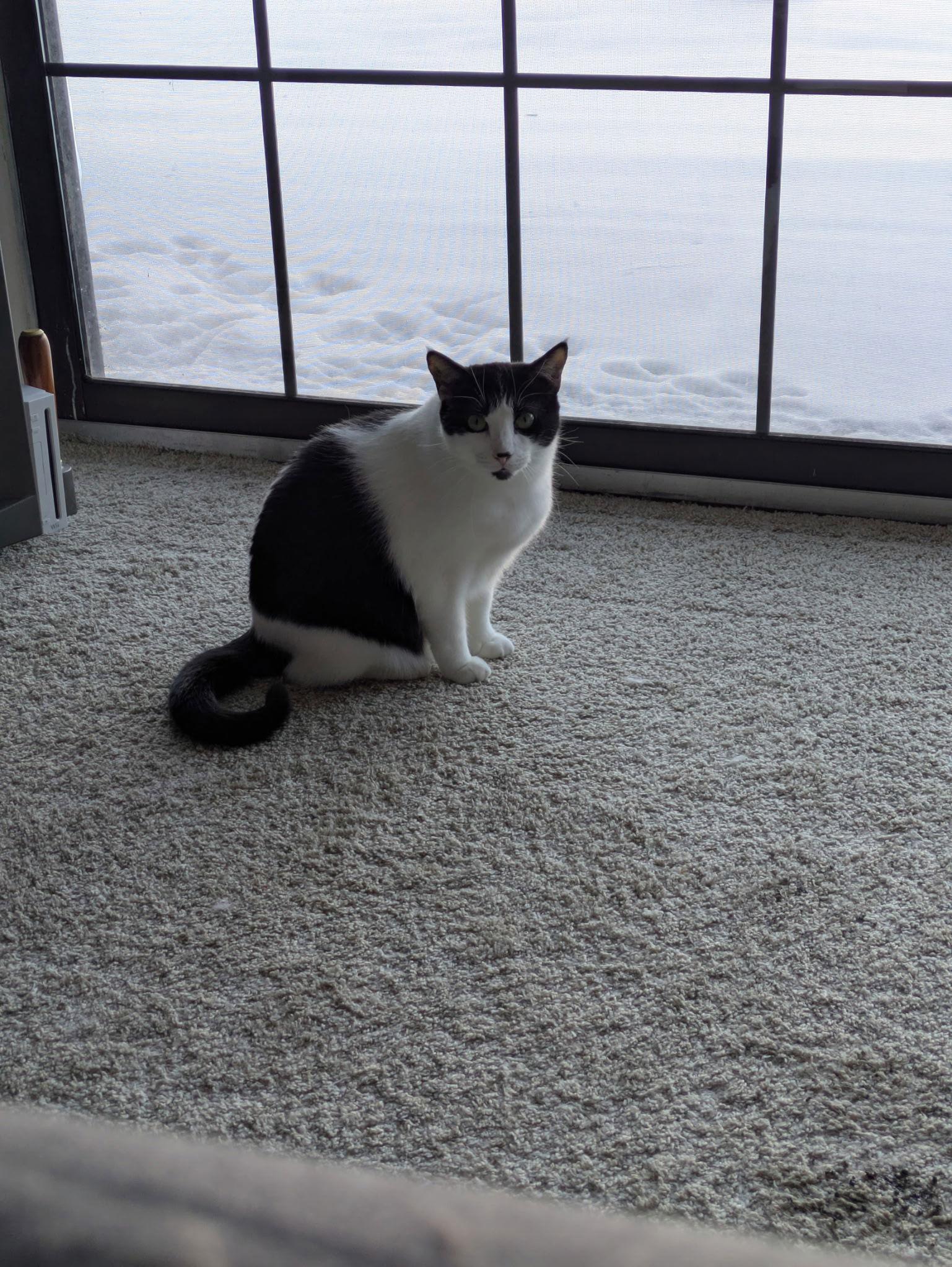 Lileigh, Adoptable, Young Female Domestic Short Hair.