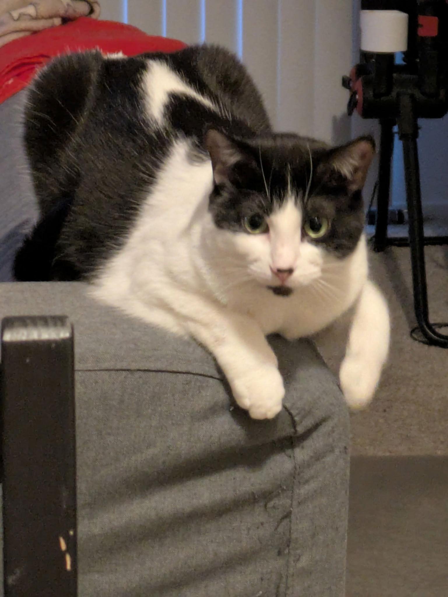 Enlarge Lileigh, a Adoptable Domestic Short Hair in Walled Lake, MI image 2/3