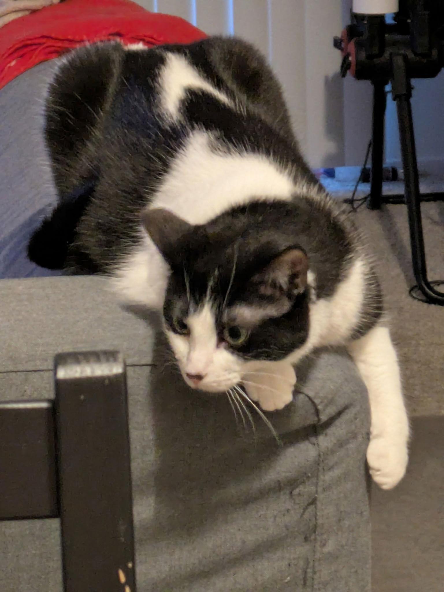 Enlarge Lileigh, a Adoptable Domestic Short Hair in Walled Lake, MI image 3/3