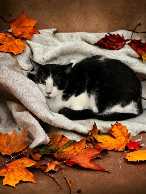 Enlarge Lileigh, a Adoptable Domestic Short Hair in Walled Lake, MI image 2/2