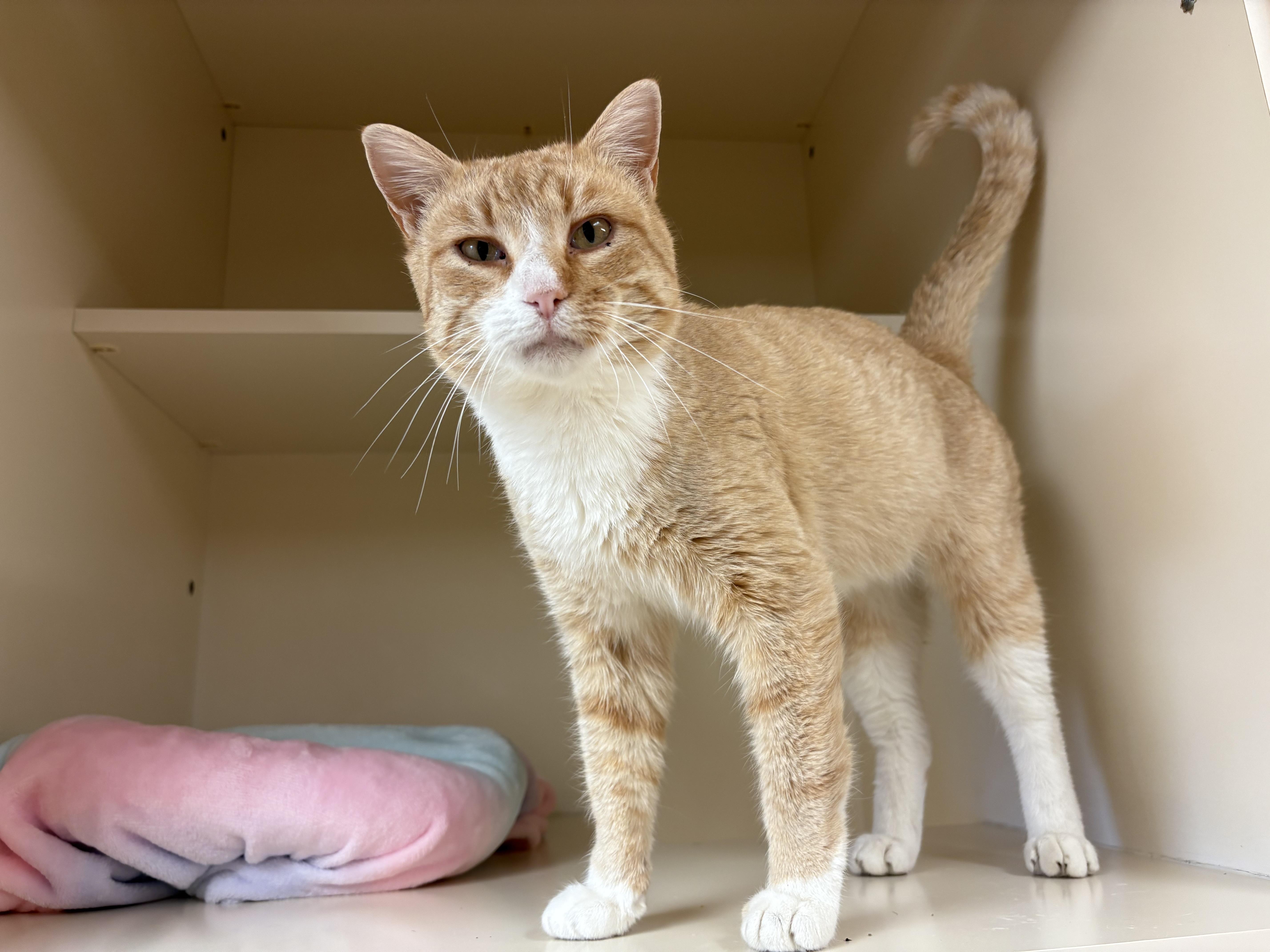 Ares, ADOPTABLE, Adult Male Domestic Short Hair.