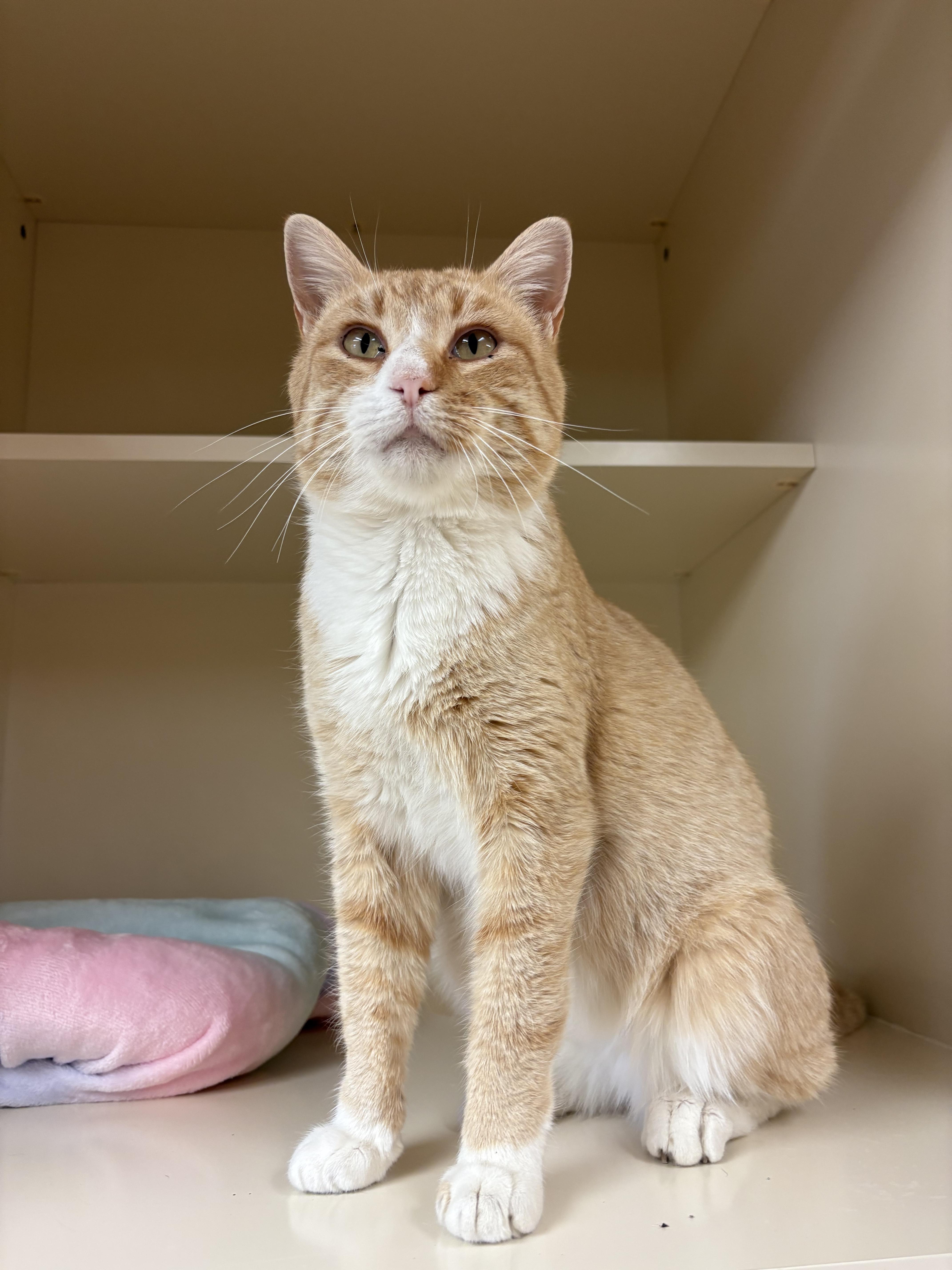Ares, a ADOPTABLE Domestic Short Hair in Hays, KS image 3/5