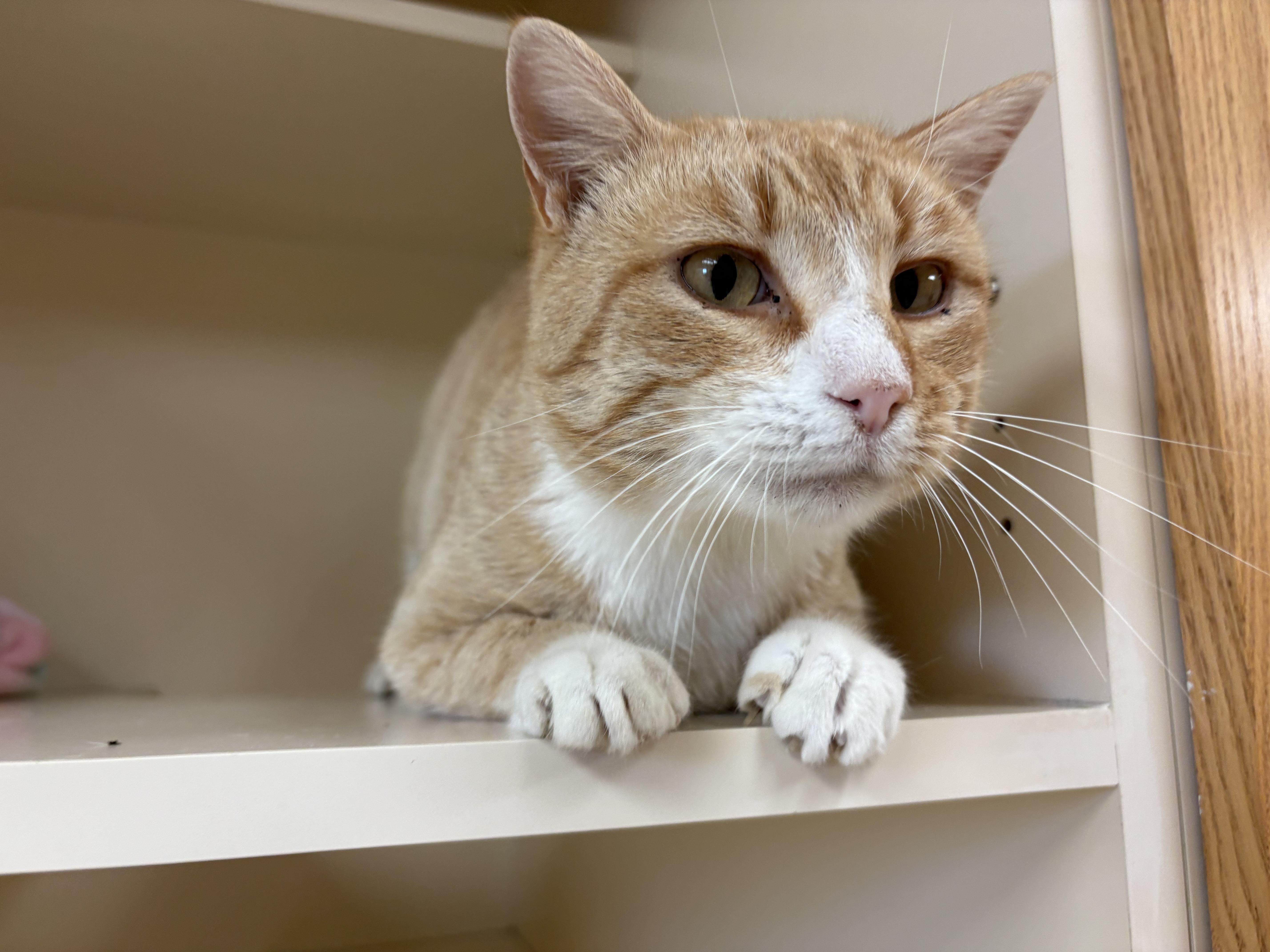 Ares, a ADOPTABLE Domestic Short Hair in Hays, KS image 2/5