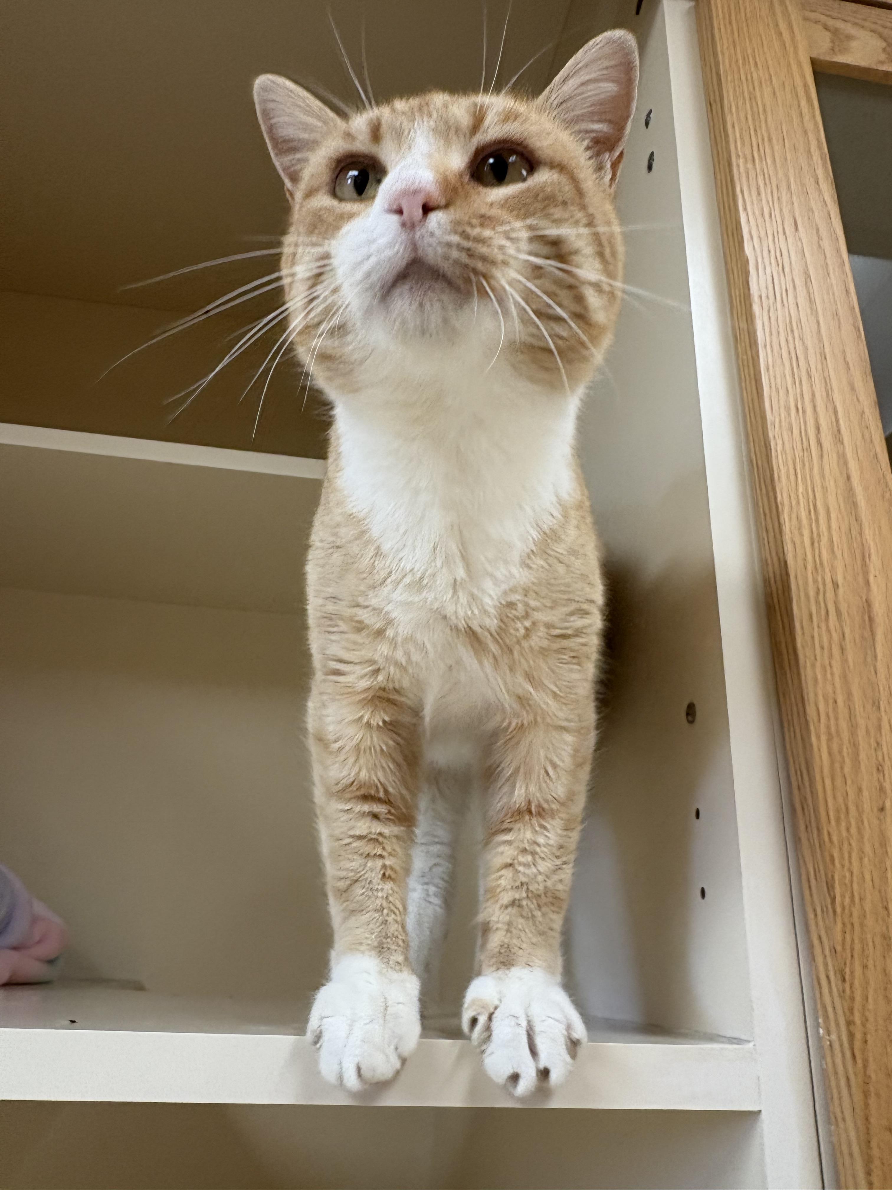Ares, a ADOPTABLE Domestic Short Hair in Hays, KS image 5/5