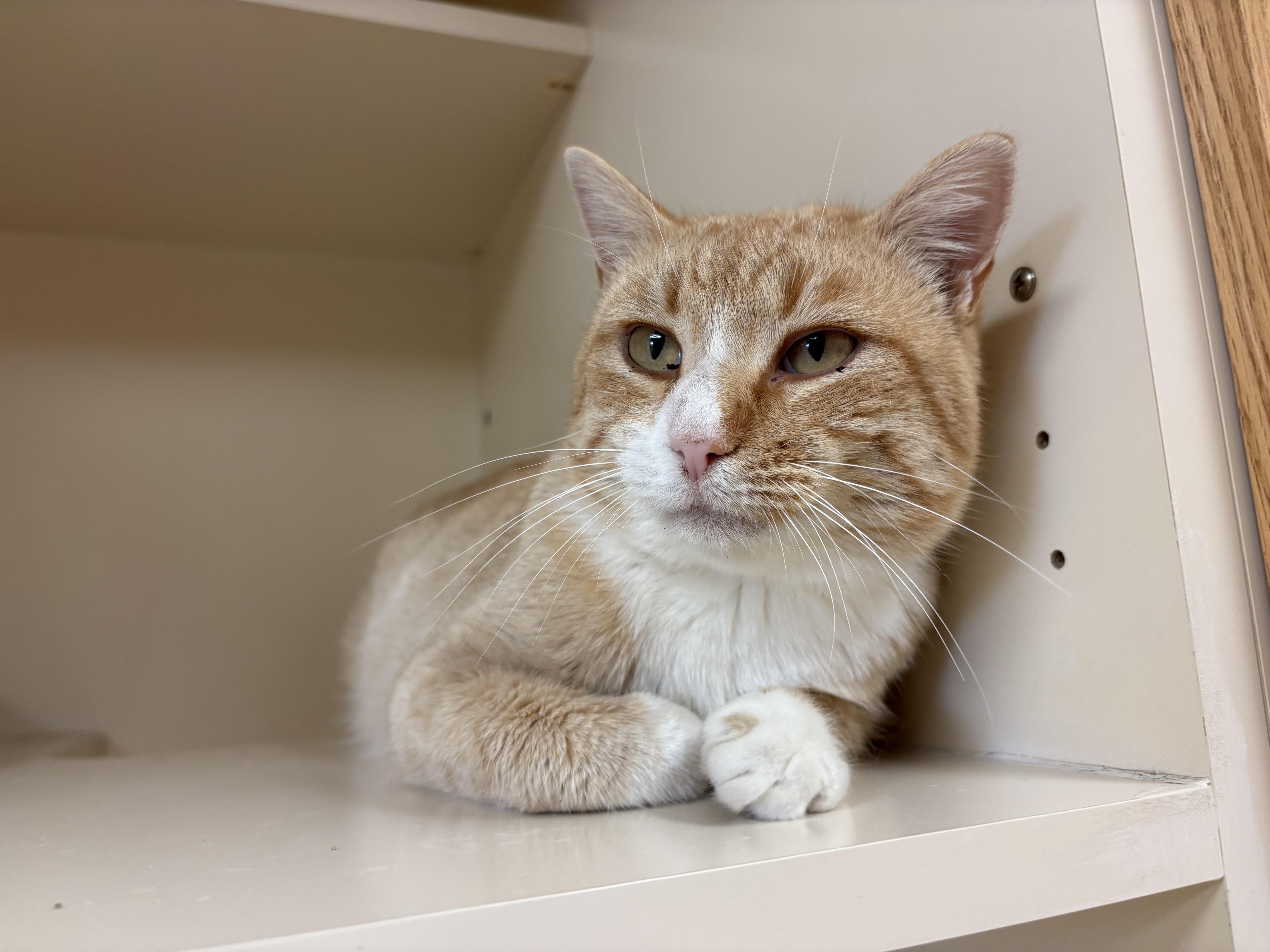 Ares, a ADOPTABLE Domestic Short Hair in Hays, KS image 4/5