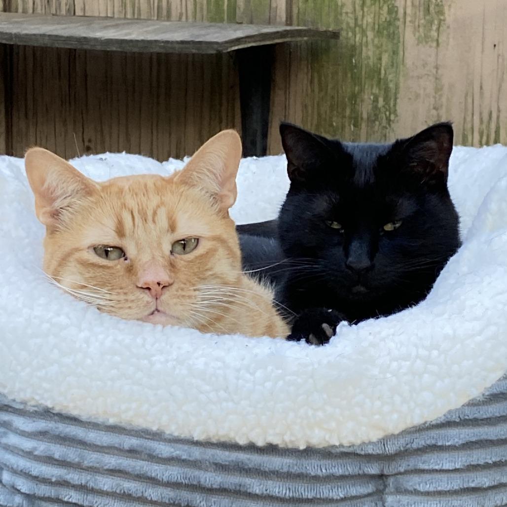 Titus Red Arkansas — thumbnail 2