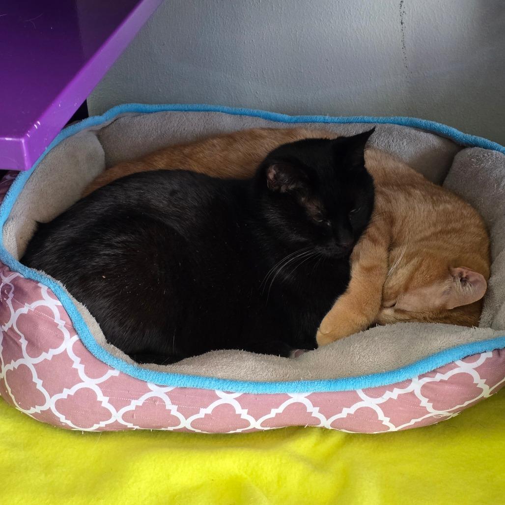 Titus Red Arkansas — thumbnail 3