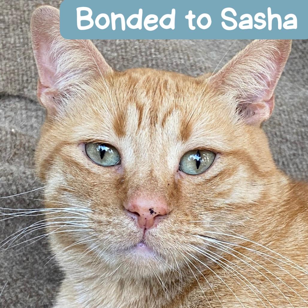 Titus Red Arkansas — thumbnail 4