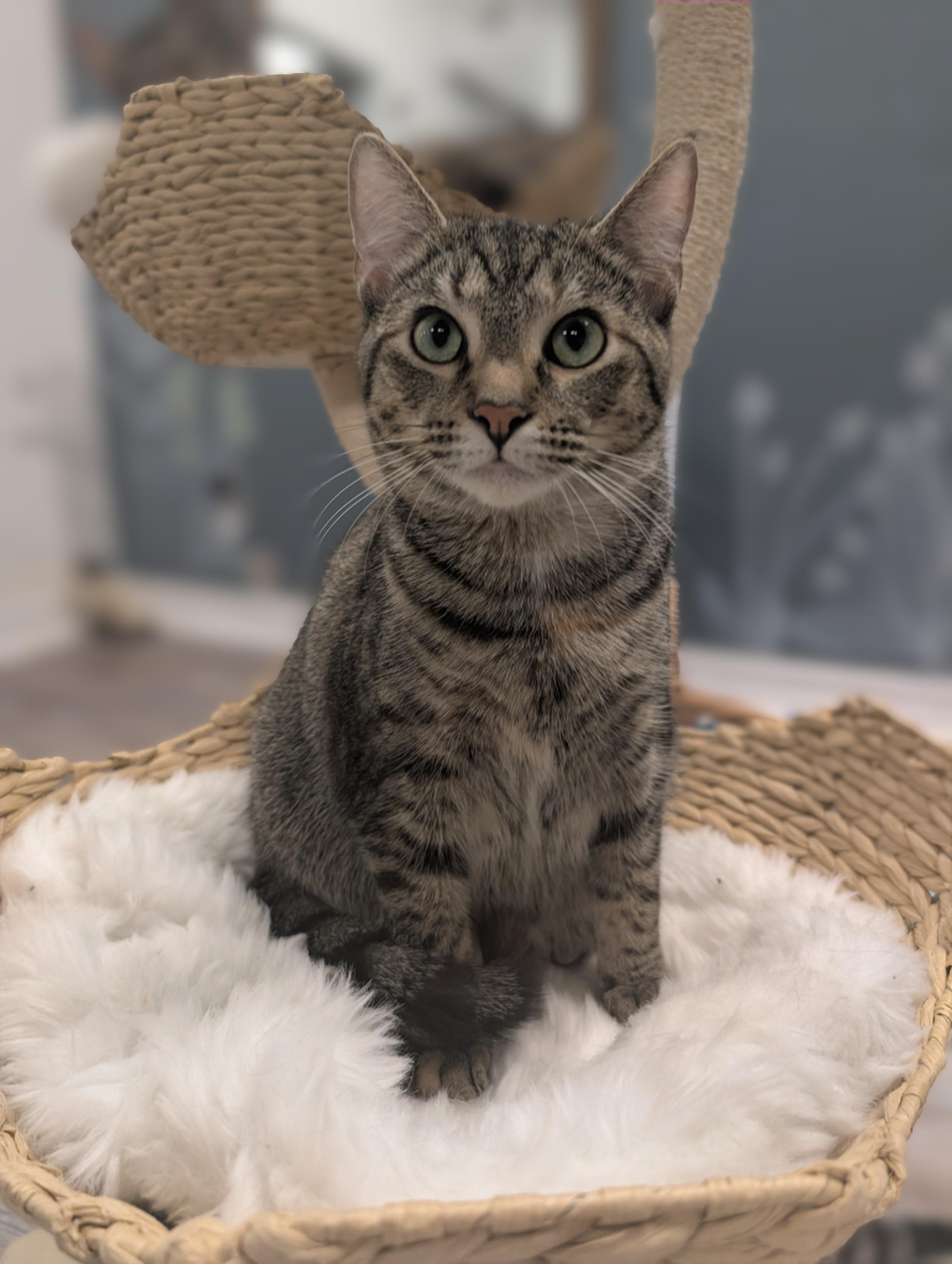 Moss, ADOPTABLE, Kitten Female Domestic Short Hair.