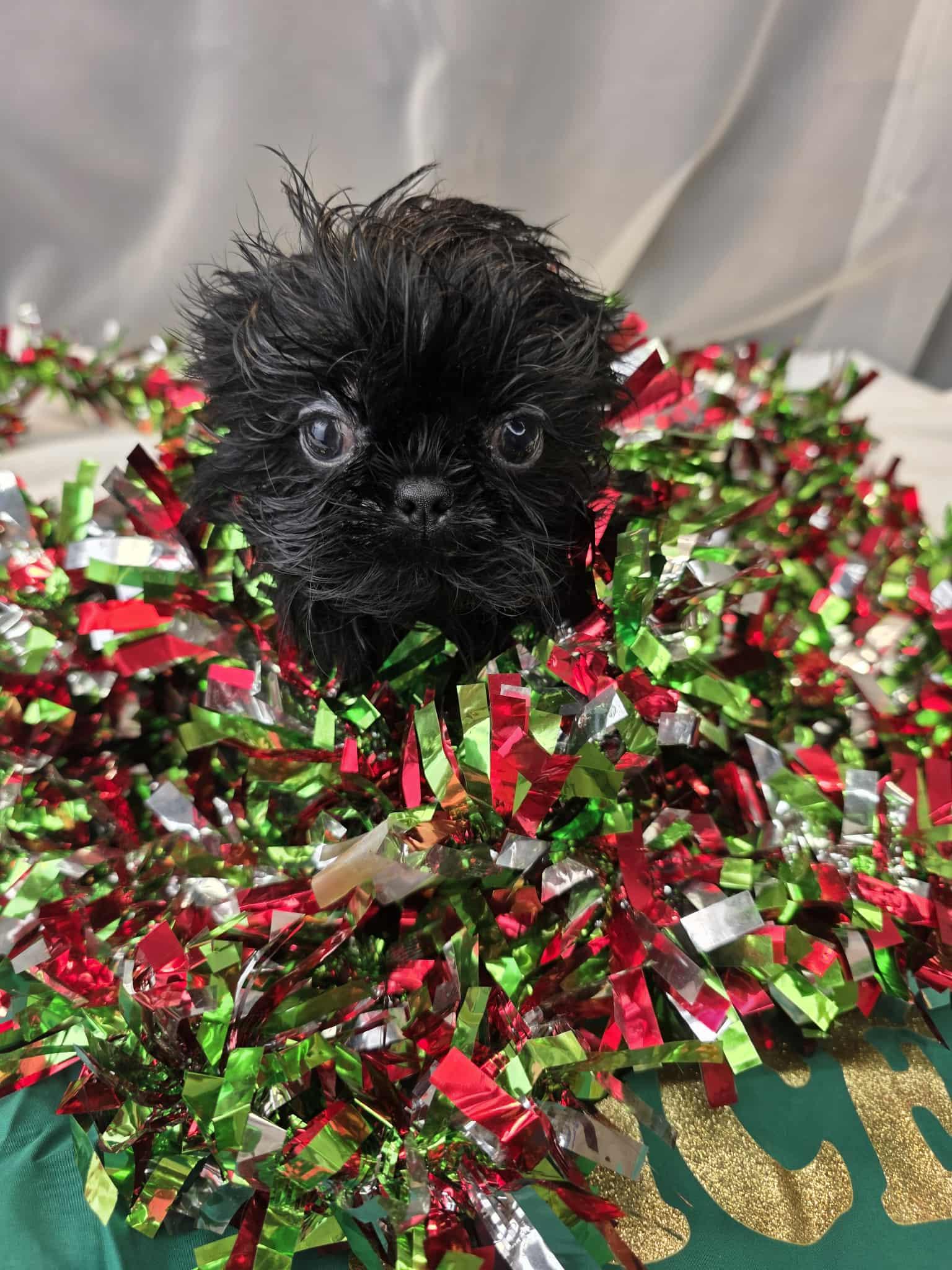 Enlarge Jack, a Adoptable Shih Tzu in Jackson, MI image 3/5