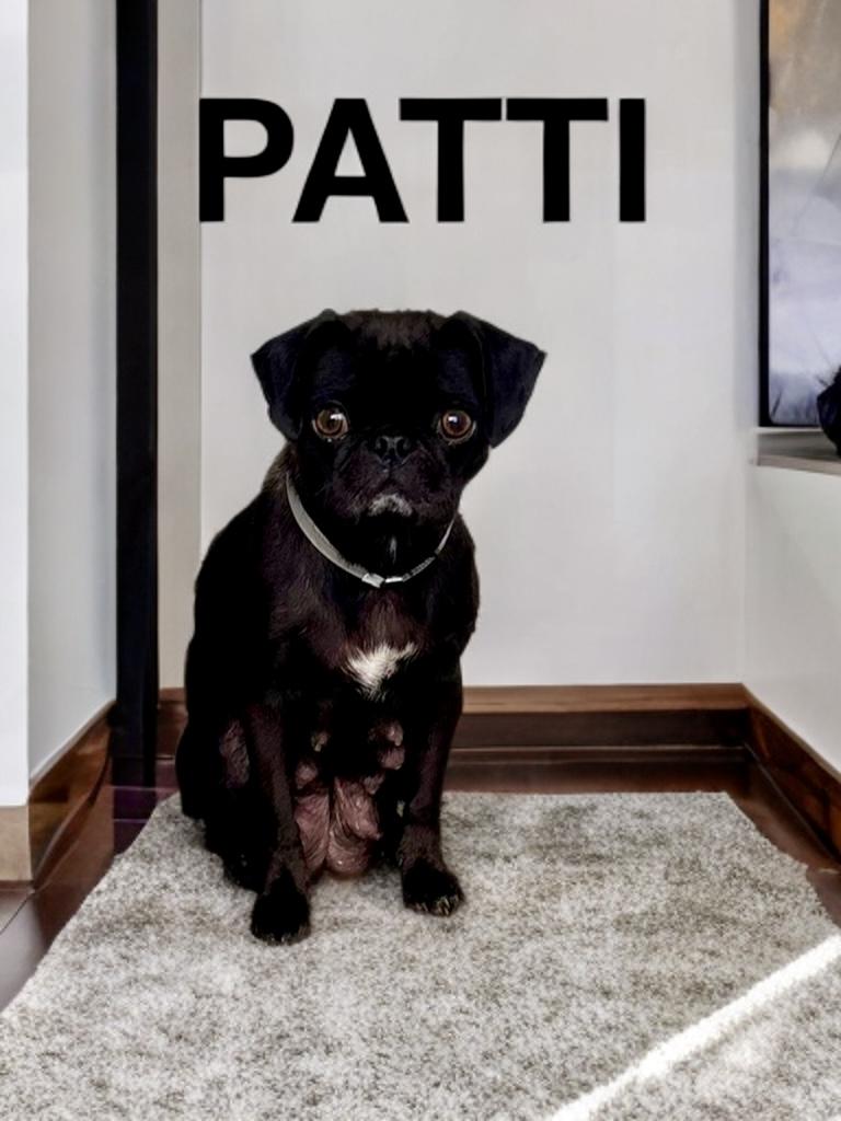Patti Pug, an adopted mixed breed in Palm Coast, FL image 1/2