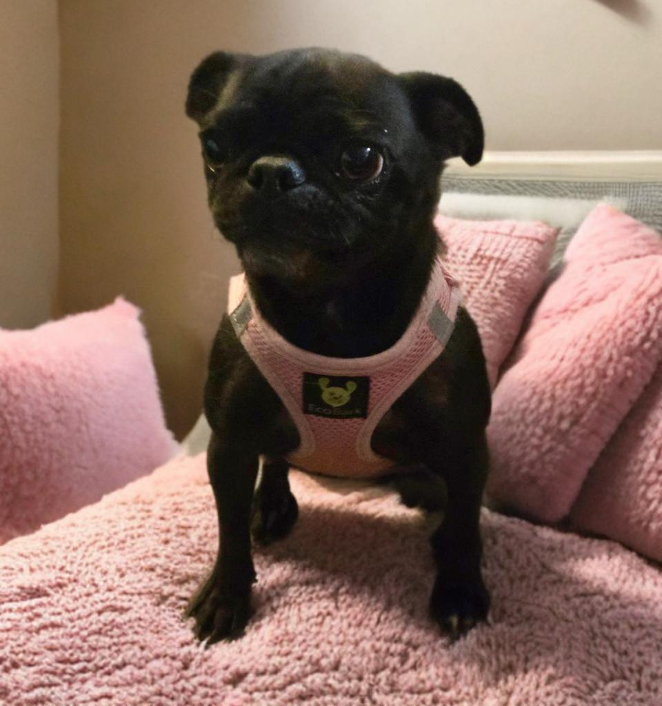 Patti Pug, an adopted mixed breed in Palm Coast, FL image 2/2
