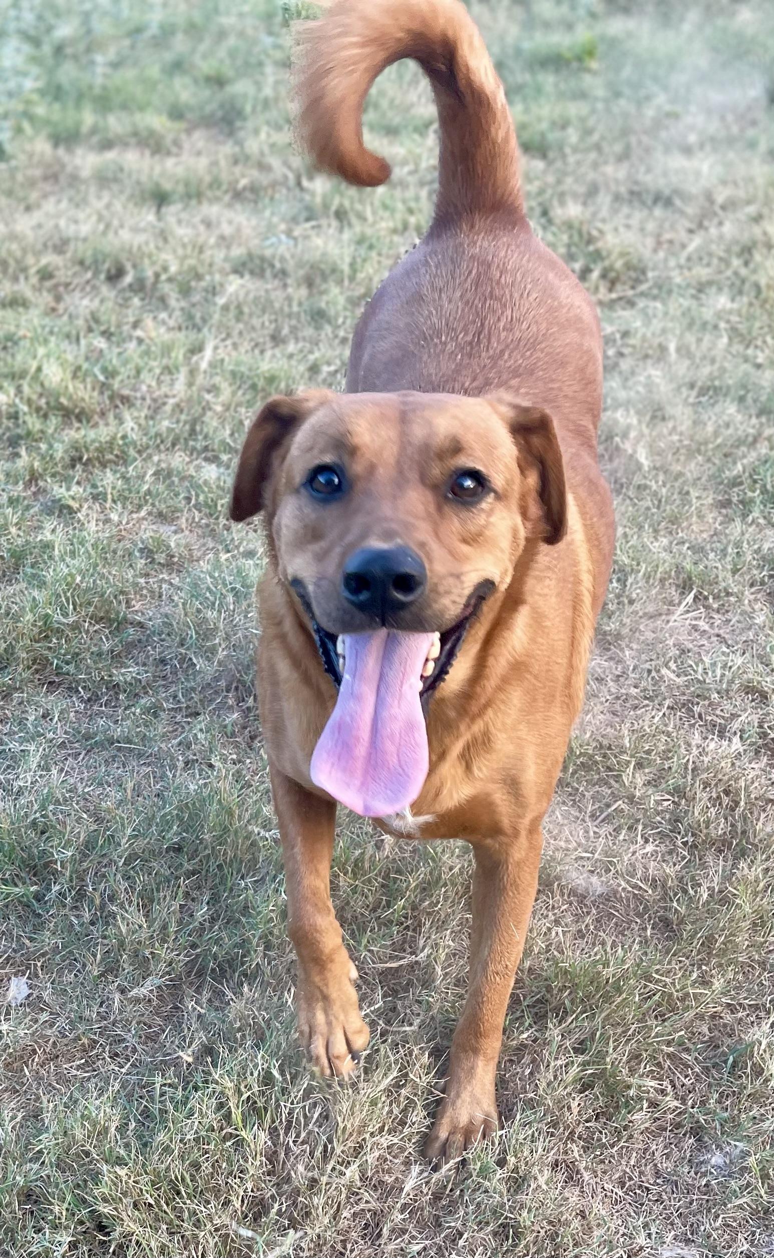 Winston, Adoptable, Adult Male Golden Retriever.
