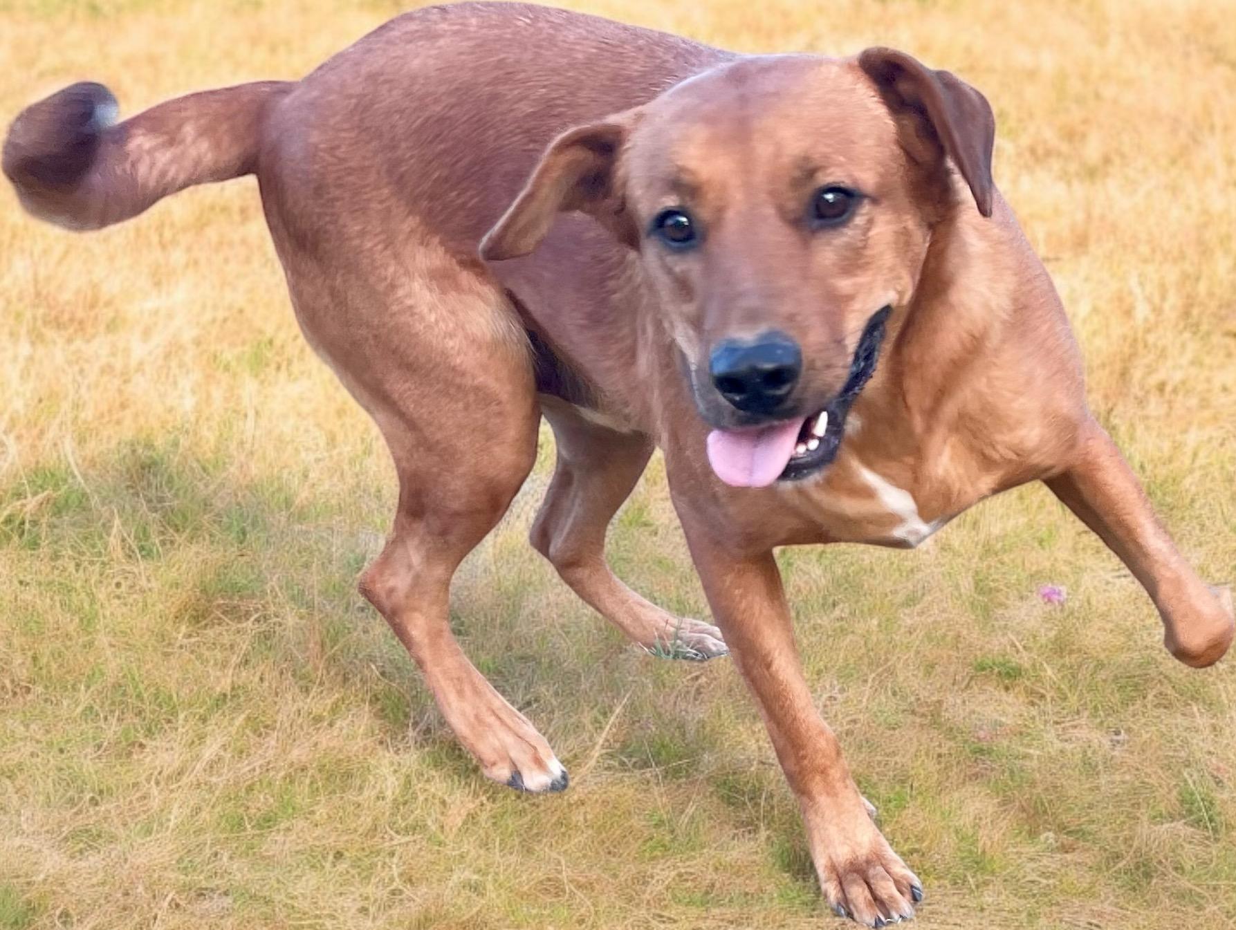 Winston, a Adoptable mixed breed in Aquilla, TX image 3/5