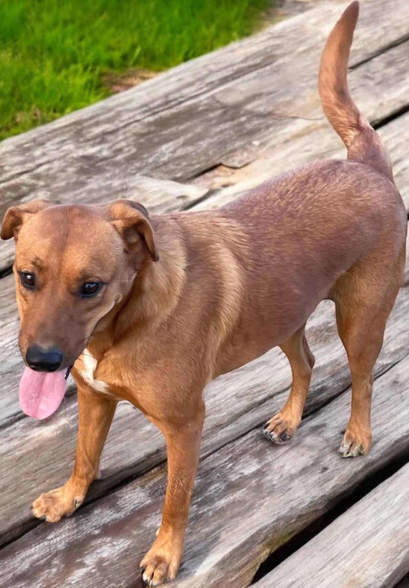 Winston, a Adoptable mixed breed in Aquilla, TX image 4/5