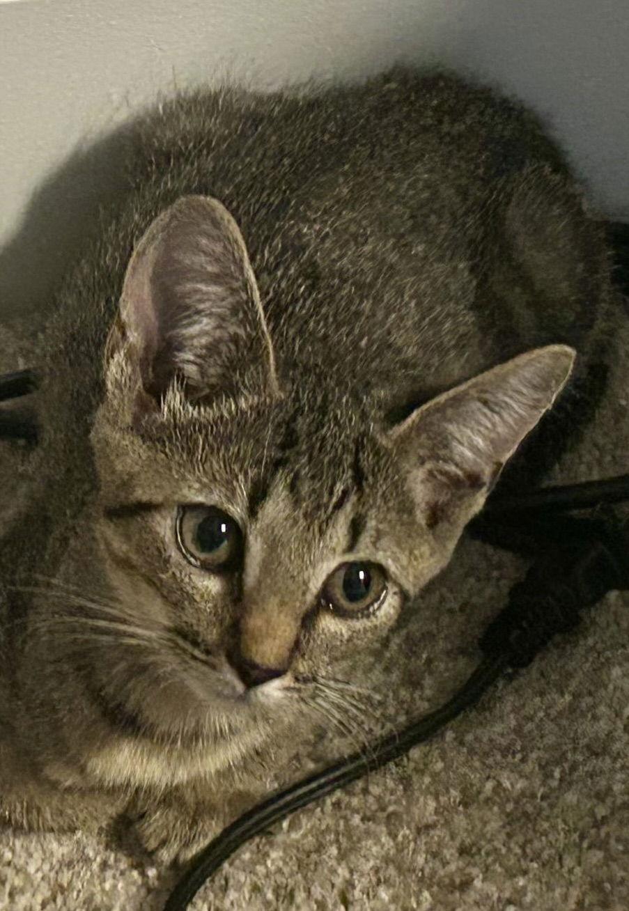 Enlarge Monkey, a Adoptable Domestic Short Hair in Pittsboro, NC image 1/3