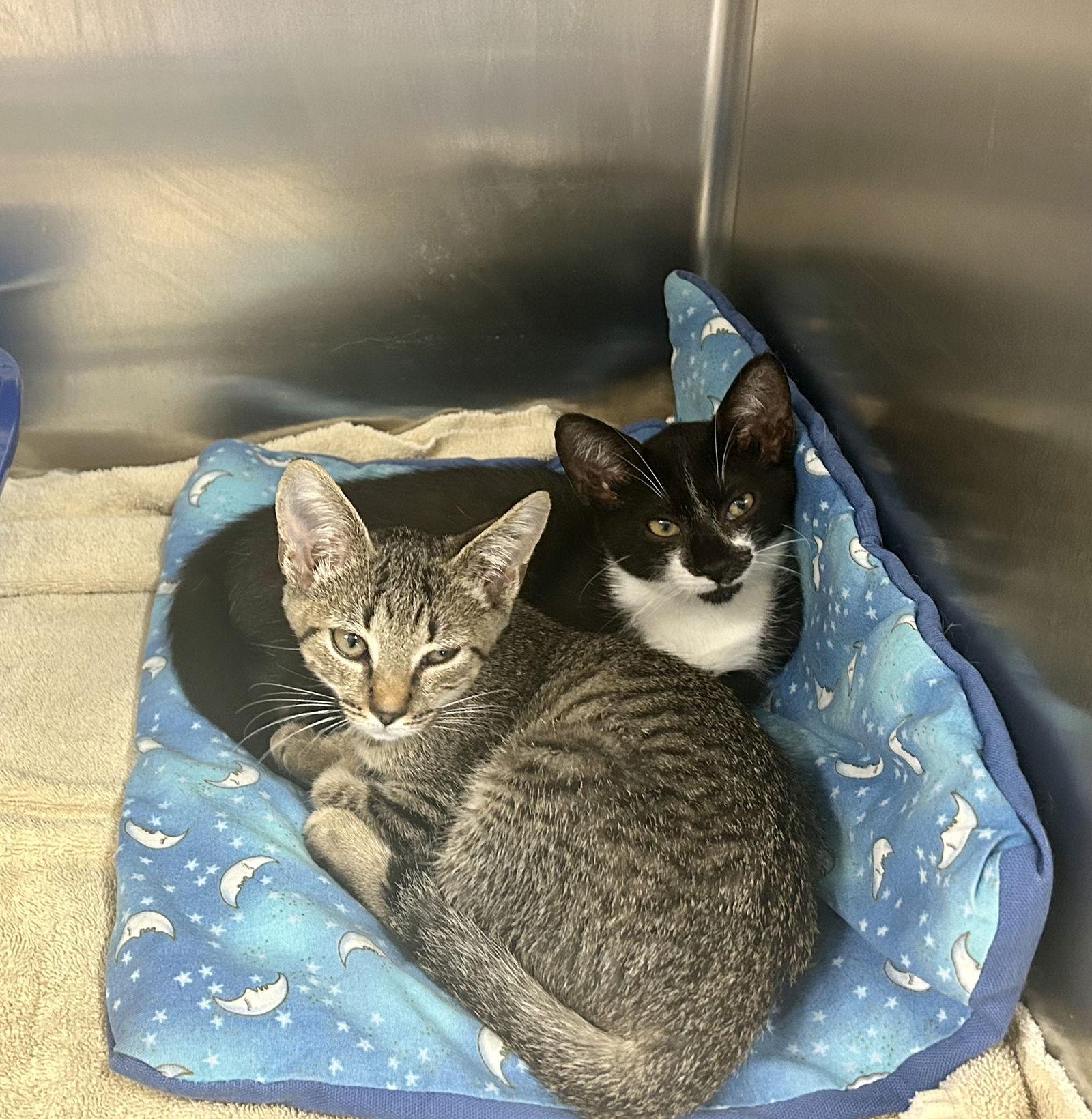 Enlarge Monkey, a Adoptable Domestic Short Hair in Pittsboro, NC image 2/3