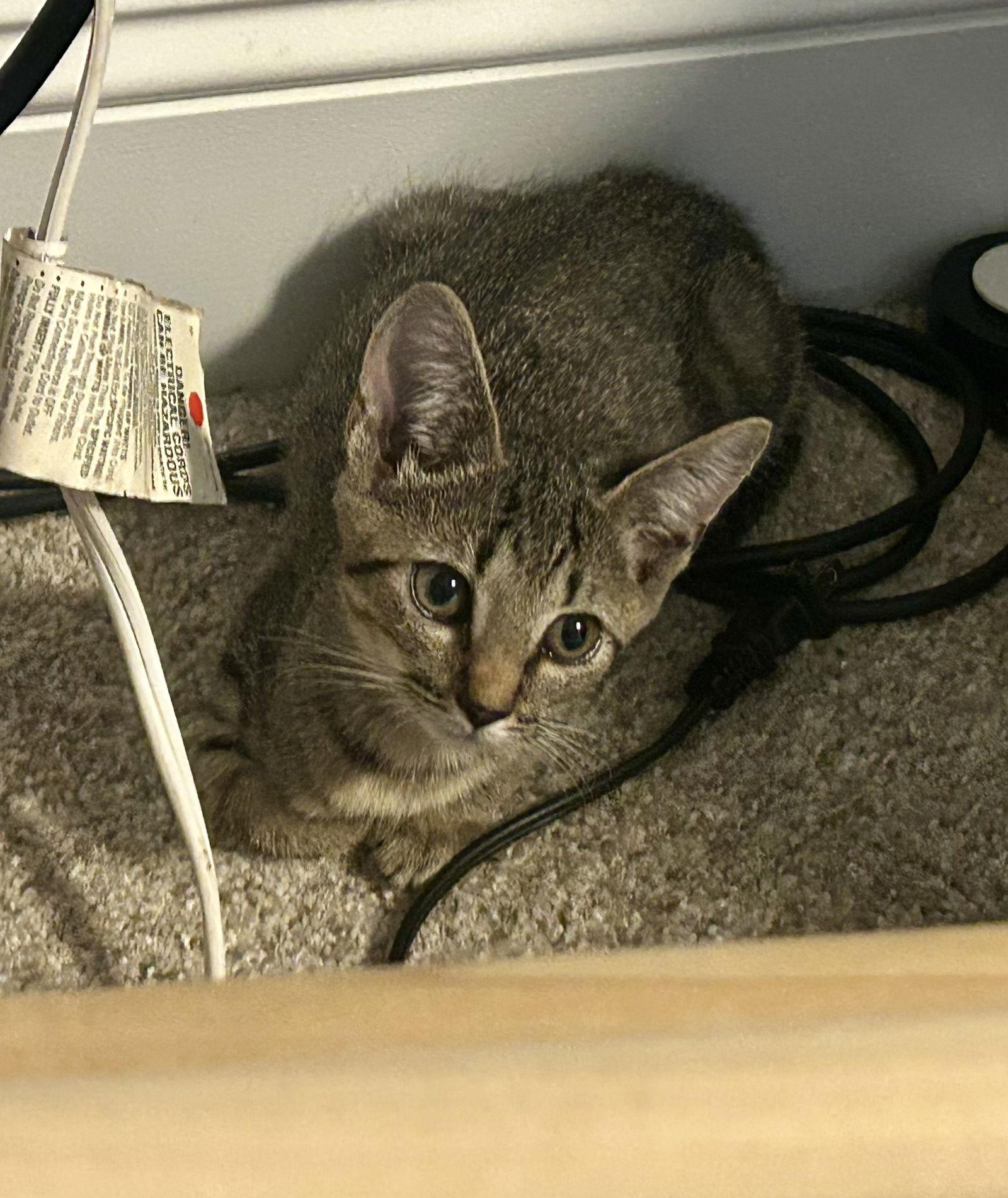 Enlarge Monkey, a Adoptable Domestic Short Hair in Pittsboro, NC image 3/3