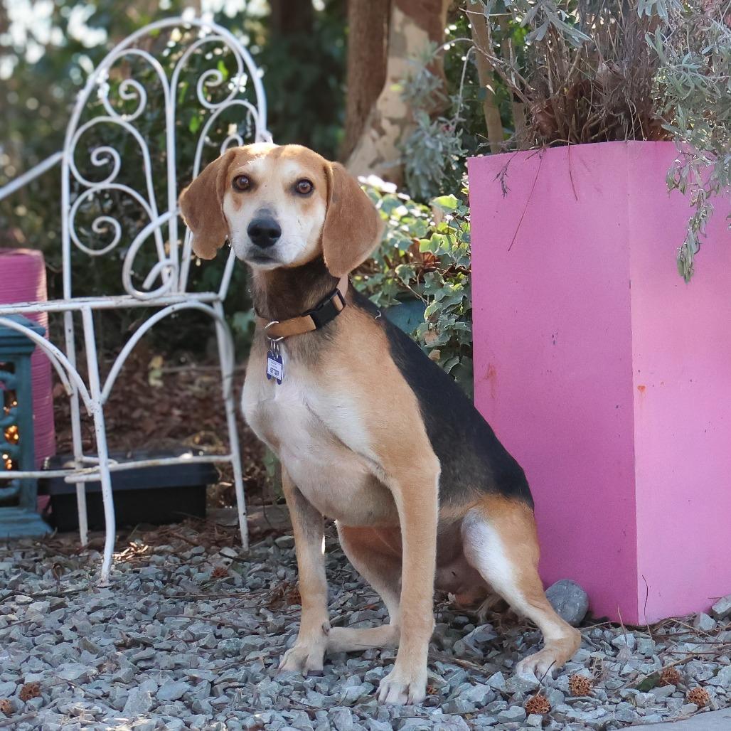 Seltzer, Adoptable, Senior Male Hound.