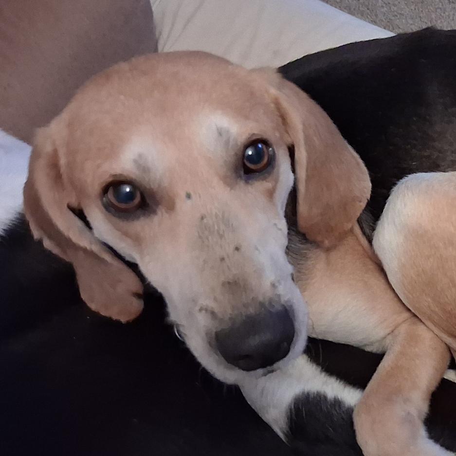 Enlarge Seltzer, a Adoptable Hound in Wake Forest, NC image 1/2