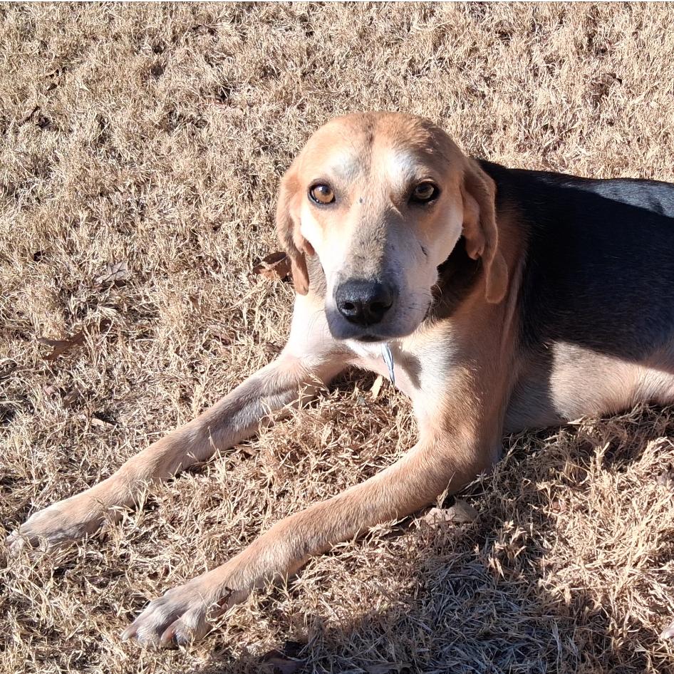 Enlarge Seltzer, a Adoptable Hound in Wake Forest, NC image 2/2