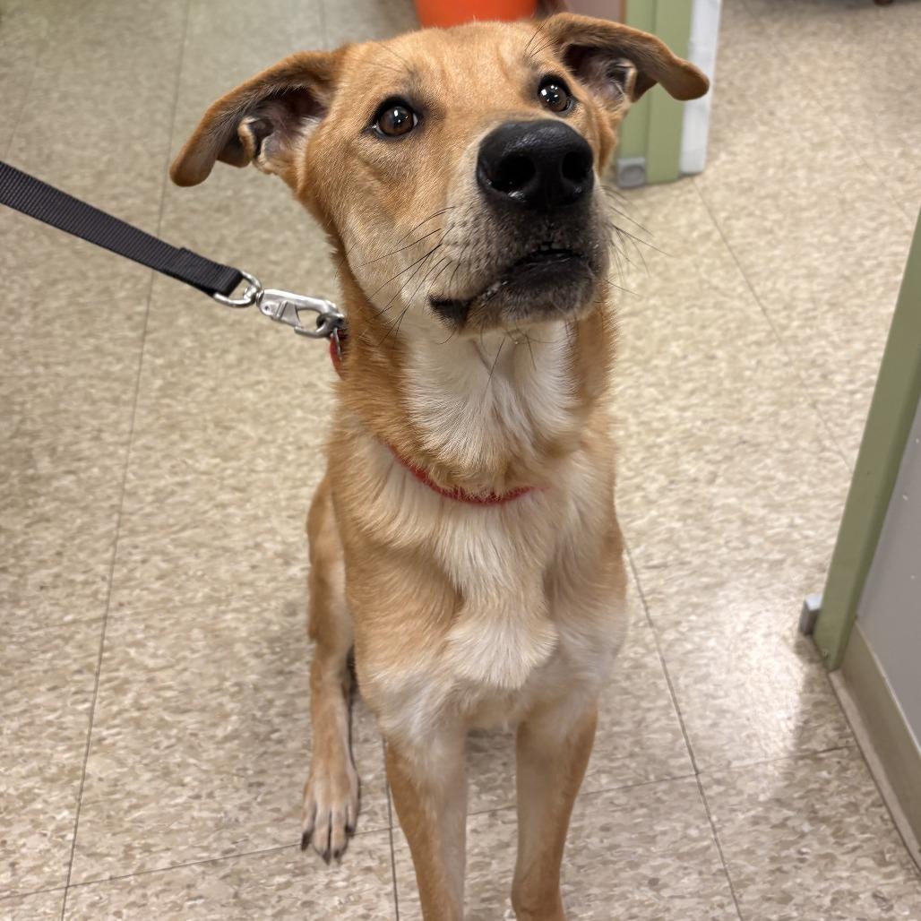 Enlarge Edison, a Adoptable Mixed Breed in Warren, PA image 1/3