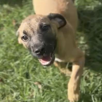 Enlarge Riley, a Adoptable mixed breed in Wiggins, MS image 1/5