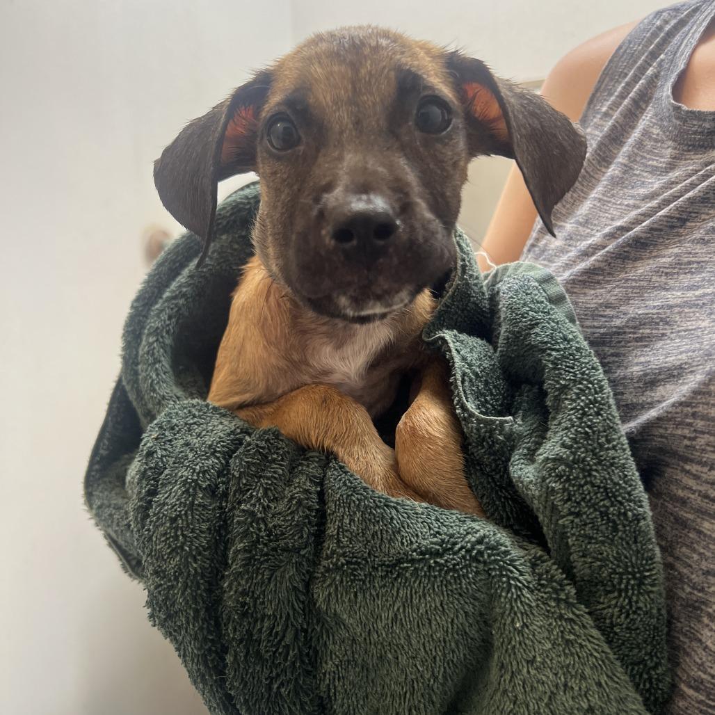 Enlarge Riley, a Adoptable mixed breed in Wiggins, MS image 2/5