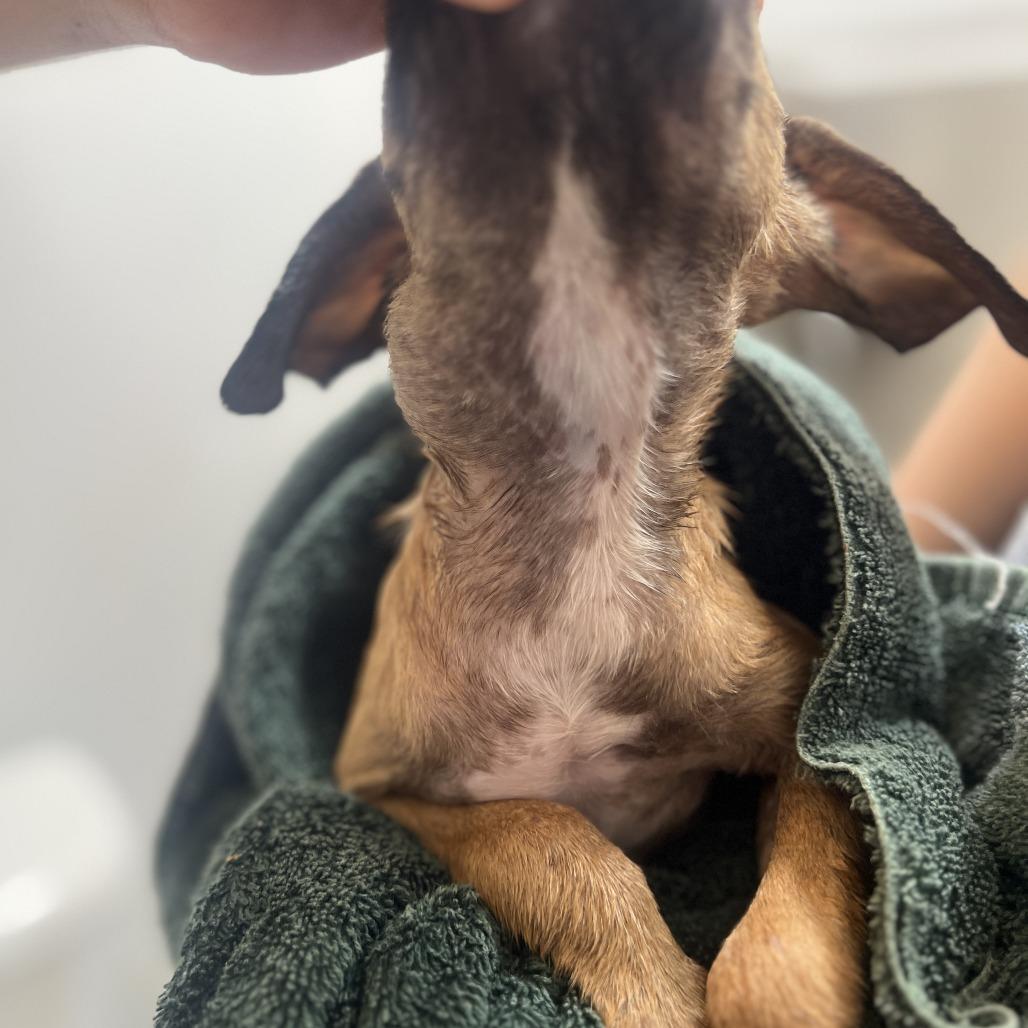 Enlarge Riley, a Adoptable mixed breed in Wiggins, MS image 3/5