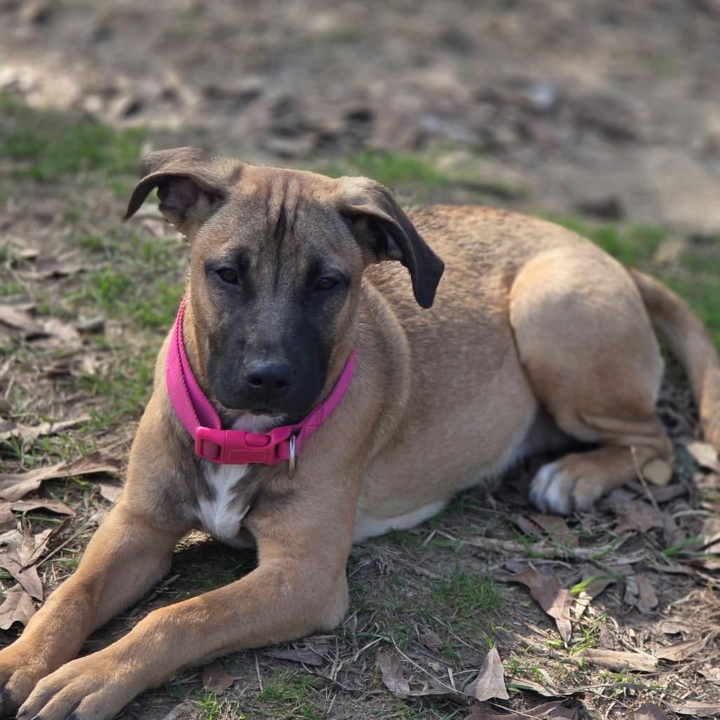Enlarge Riley, a Adoptable mixed breed in Wiggins, MS image 4/5