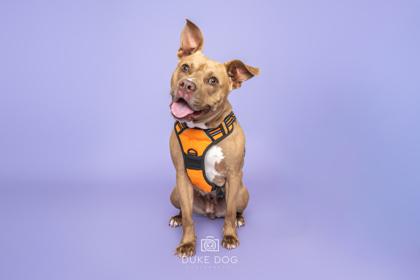 Enlarge Daisy, a Adoptable mixed breed in Manteo, NC image 1/3