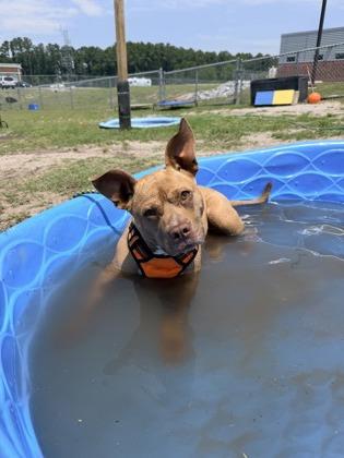Enlarge Daisy, a Adoptable mixed breed in Manteo, NC image 2/3