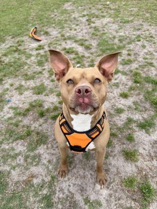 Enlarge Daisy, a Adoptable mixed breed in Manteo, NC image 3/3
