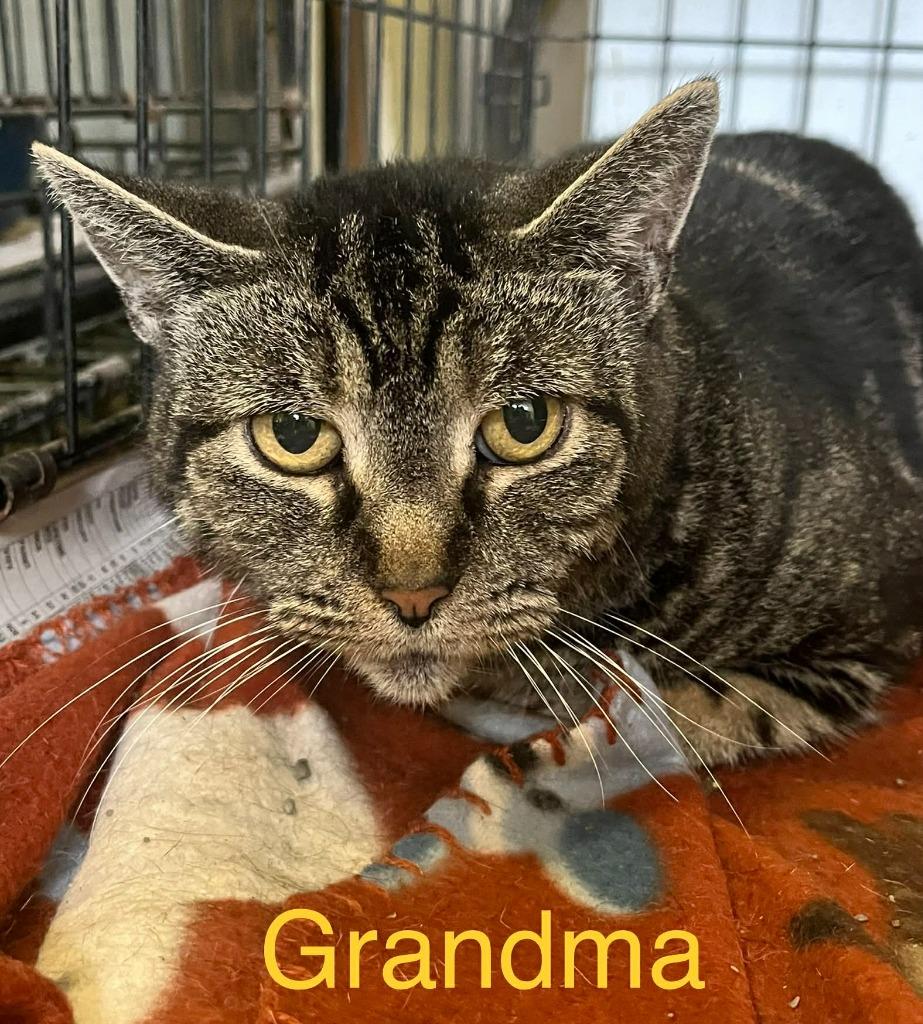 Enlarge Grandma, a Adoptable mixed breed in Princeton, IN image 1/1