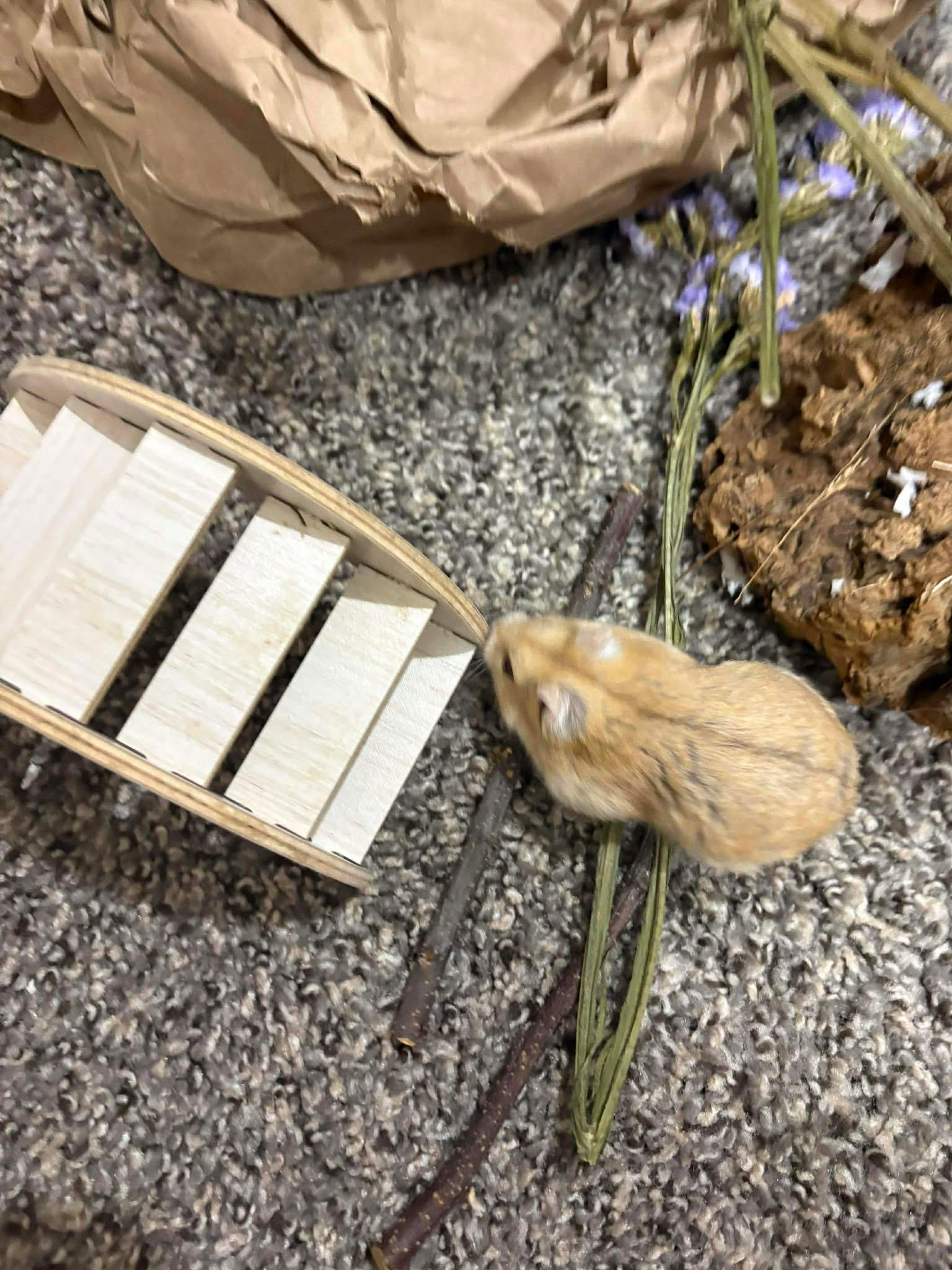 Enlarge Butter Roll, a ADOPTABLE Dwarf Hamster in Eugene, OR image 1/4