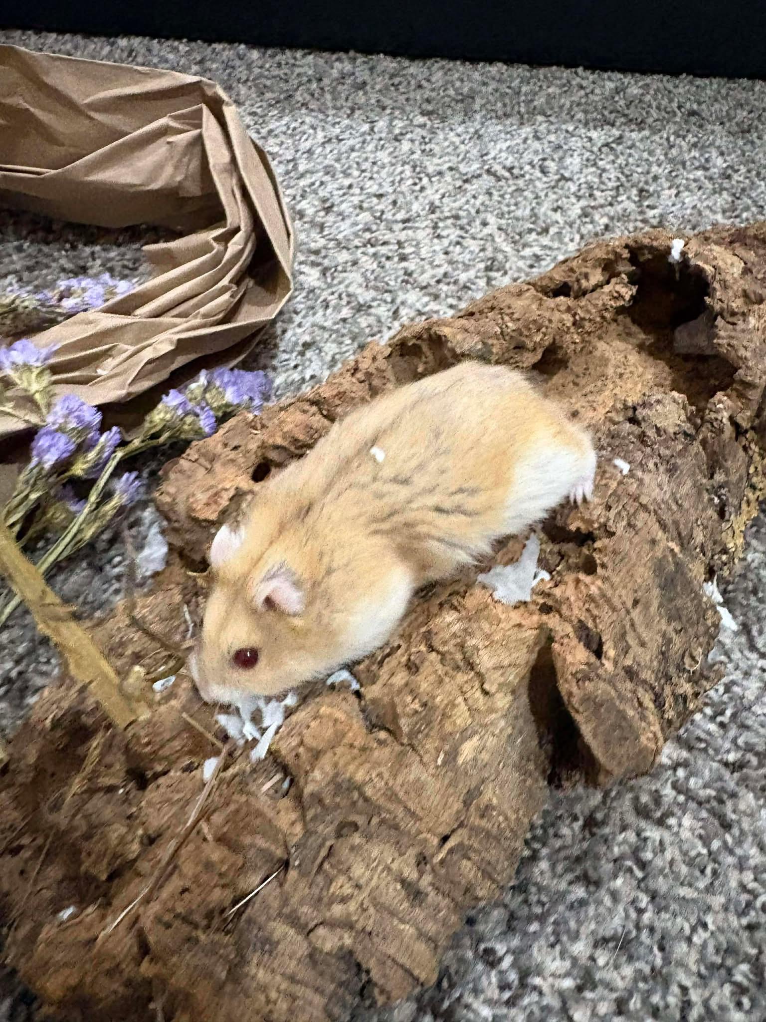 Enlarge Butter Roll, a ADOPTABLE Dwarf Hamster in Eugene, OR image 4/4