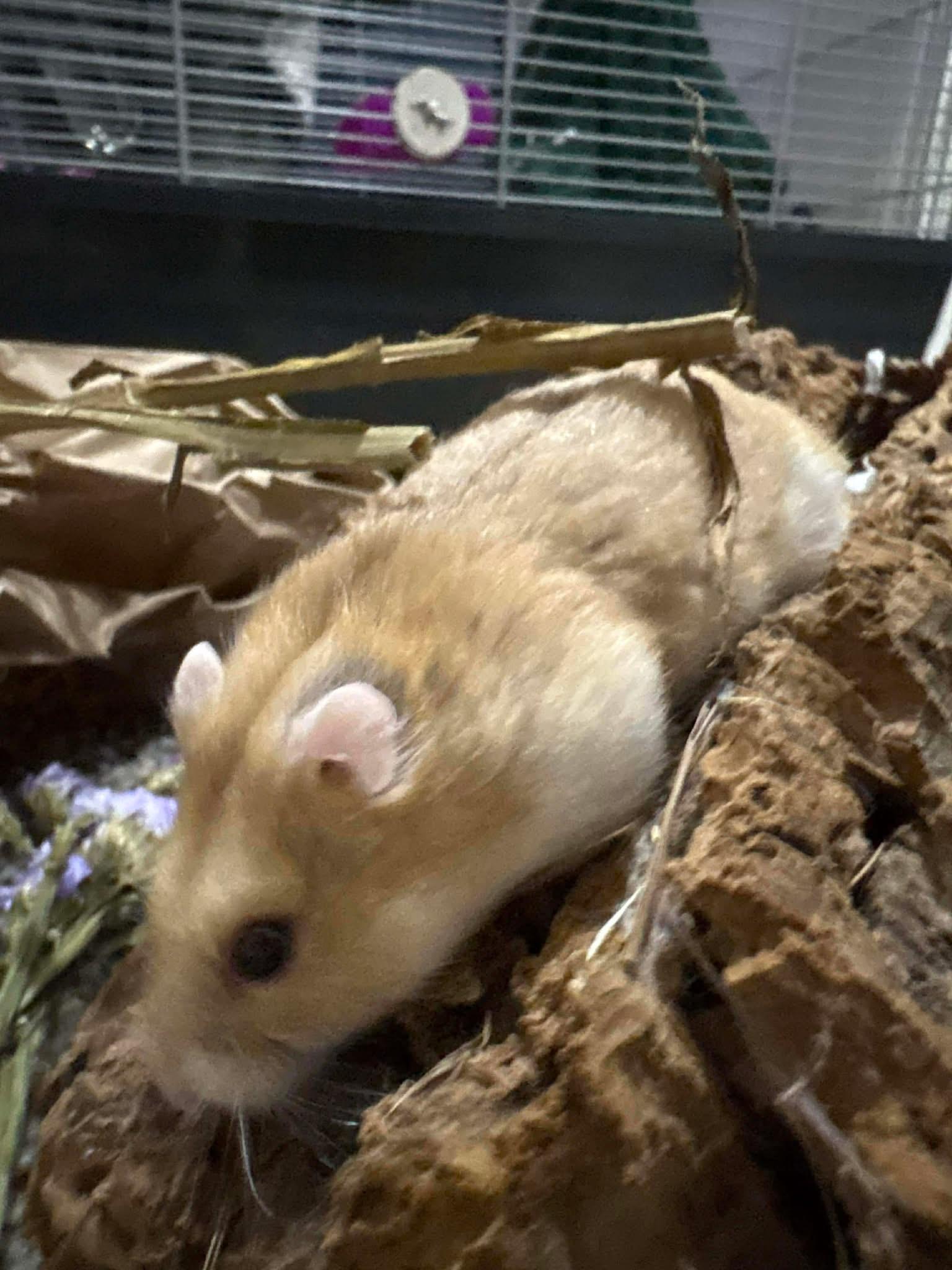 Enlarge Butter Roll, a ADOPTABLE Dwarf Hamster in Eugene, OR image 2/4