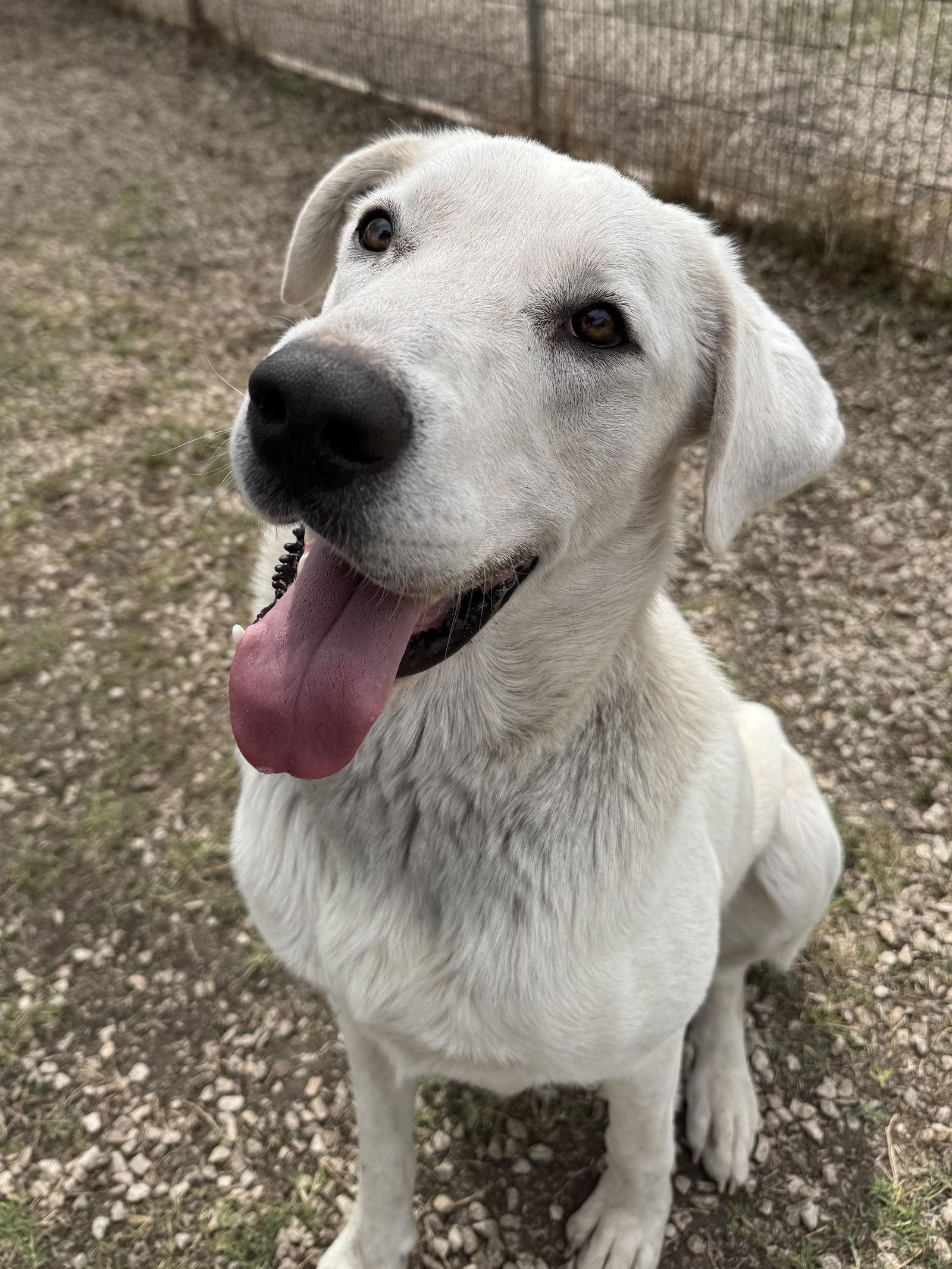 George, Adopted, Adult Male Great Pyrenees.