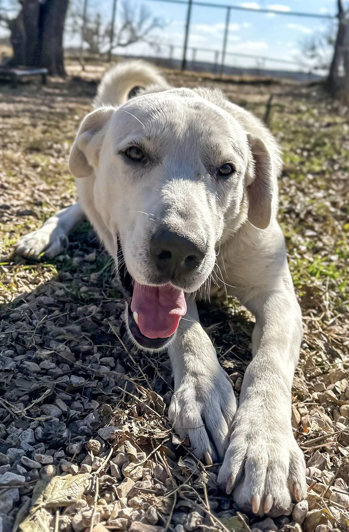 Enlarge George, a Adopted Great Pyrenees in San Antonio, TX image 2/3