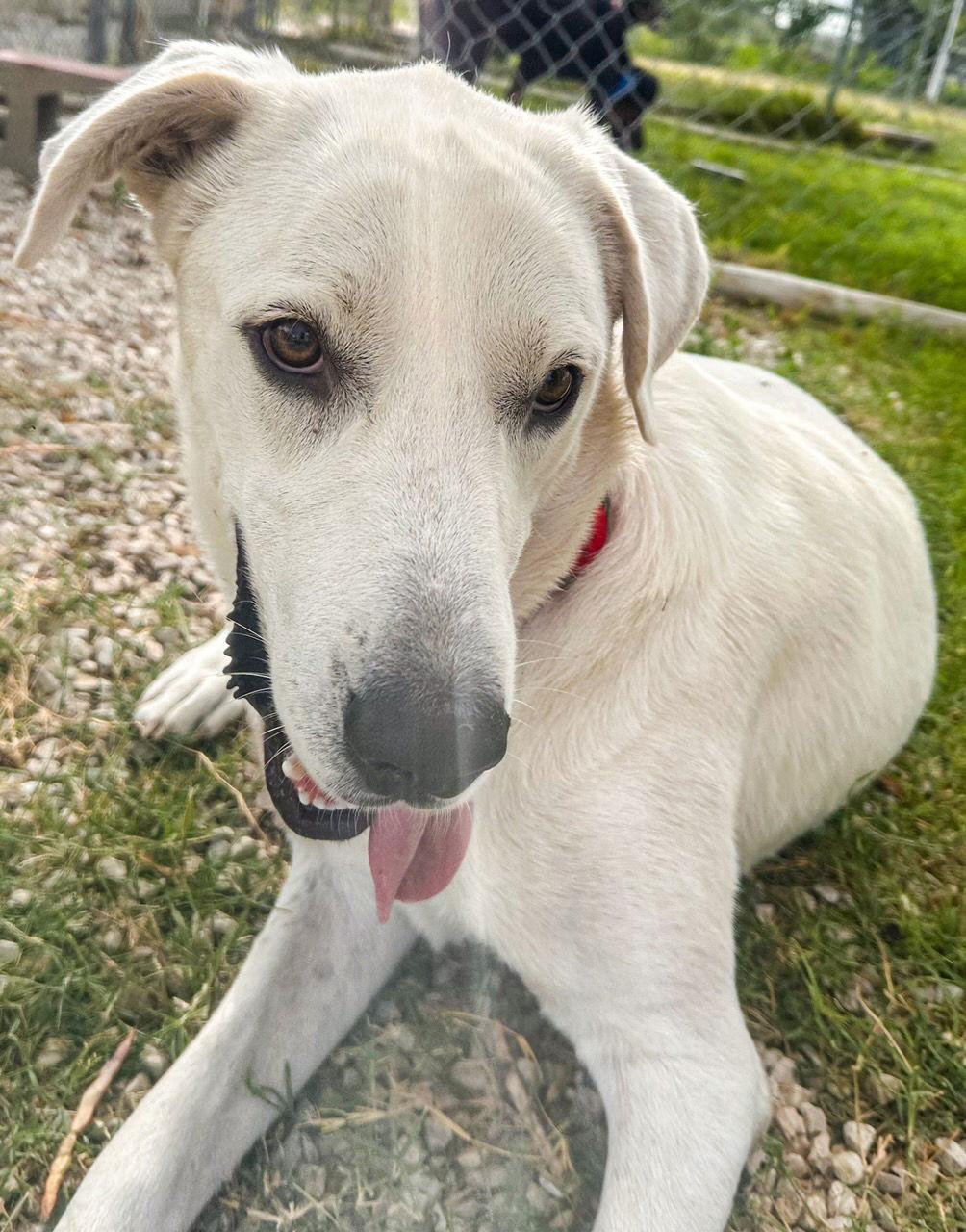 Enlarge George, a Adopted Great Pyrenees in San Antonio, TX image 3/3
