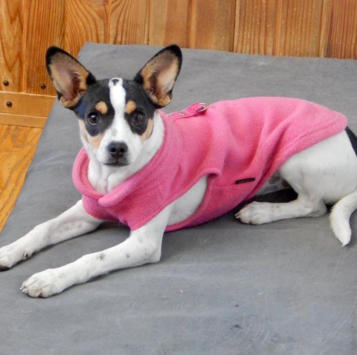 Enlarge Charlotte, a ADOPTABLE mixed breed in Mead, CO image 1/1