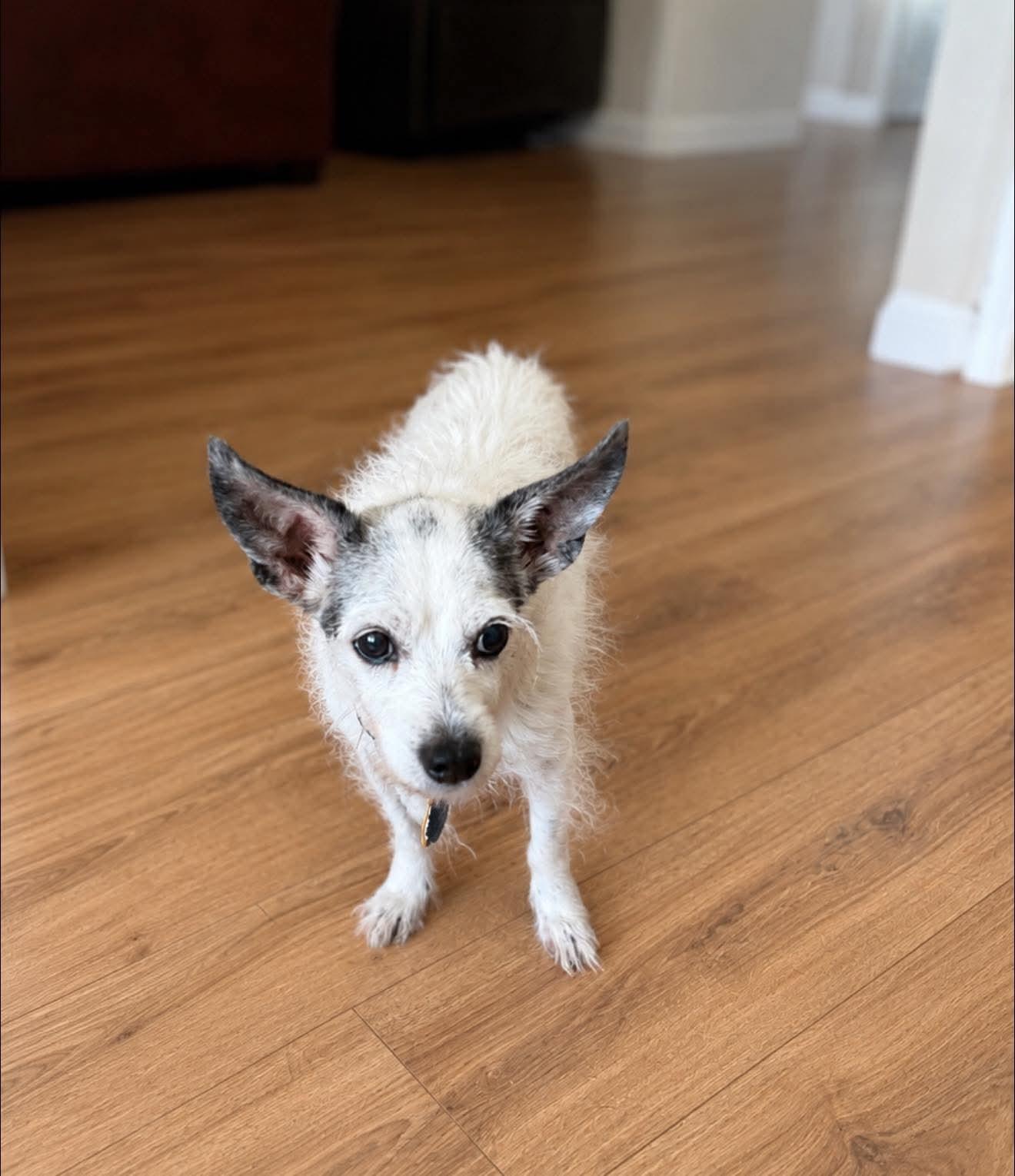 Lady, a Adopted mixed breed in Dallas, TX image 1/2