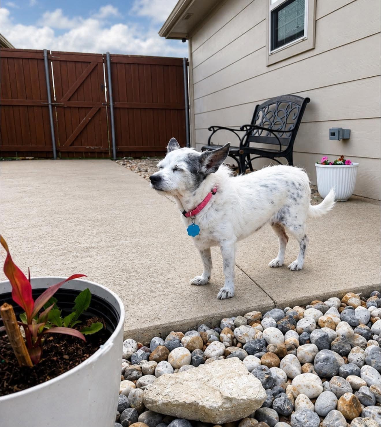 Lady, a Adopted mixed breed in Dallas, TX image 2/2