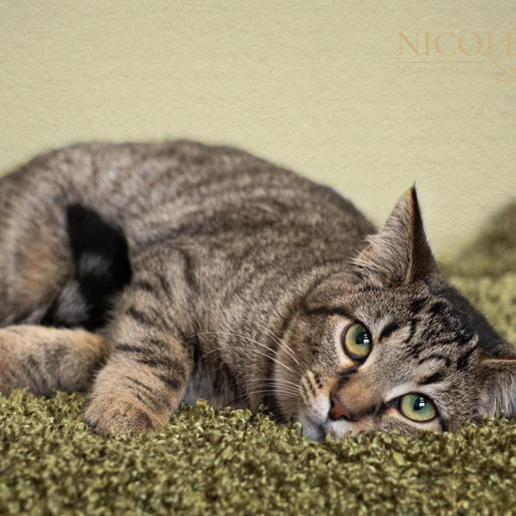 Enlarge Tailpipe, a Adoptable Domestic Short Hair in Henderson, KY image 1/5