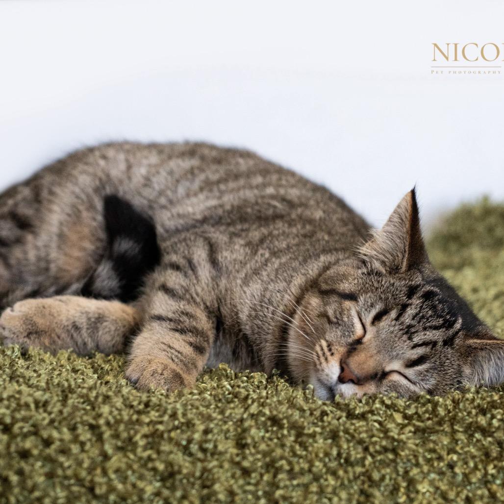 Enlarge Tailpipe, a Adoptable Domestic Short Hair in Henderson, KY image 2/5